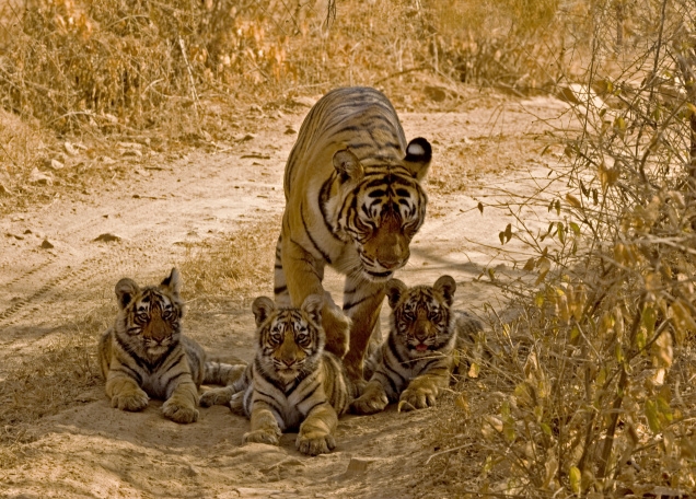  Experience Wildlife Safari with India Tiger Tours