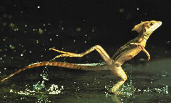  The Lizard That Walks On Water